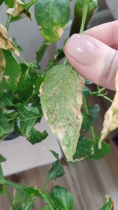 Поливать и Удобрять Перец Вредно? Мой Зимний Огород: Выращиваю Перец на ...