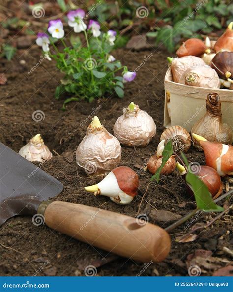 Planting Hyacinth and Tulip Bulbs in a Bed with a Planter Stock Image