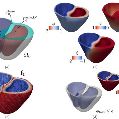 Top Left A Representation Of A Realistic Biventricular Computational