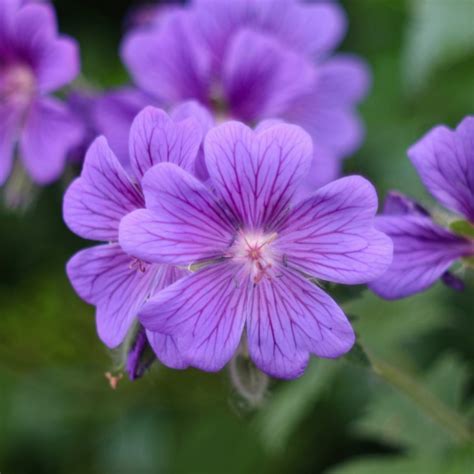 Герань Blue Blood 1 шт. – купить в питомнике Дирижер Сада