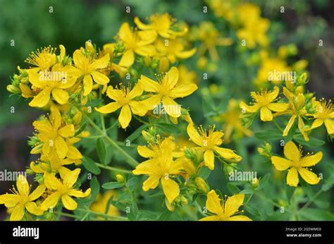 Floraci N Hypericum Perforatum Conocido Como Hierba De San Juan