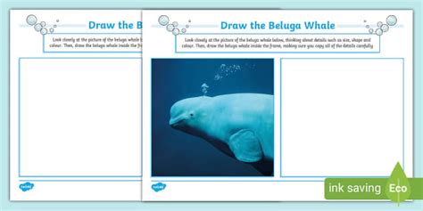 Draw The Beluga Whale Art Activity Nauczyciel Wykona