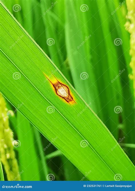 Rice Leaf Disease from Fungus Stock Image - Image of field, fields: 232531761