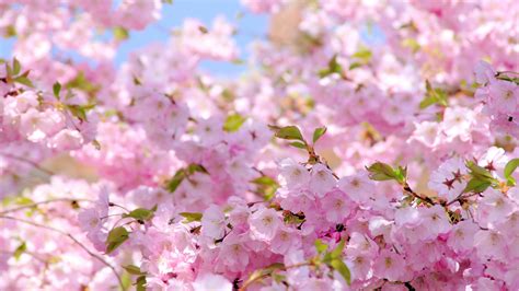 壁紙 さくら、ピンクの花、春、開花 3840x2160 UHD 4K 無料のデスクトップの背景, 画像