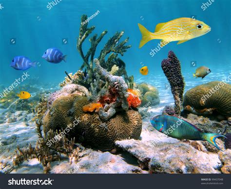 shutterstock