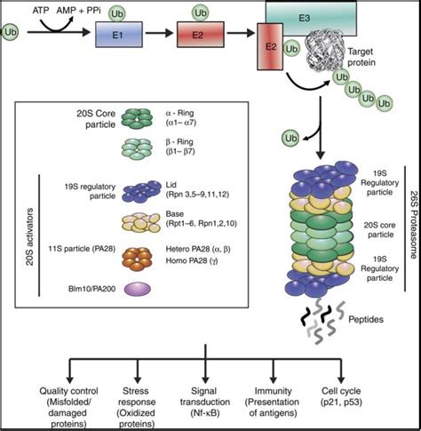 Figure From A Role For Pi Mediated Proteasome Regulation In