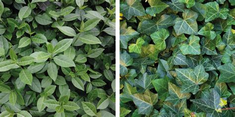 Elaeagnus In The Spotlight Read More At Mobilane