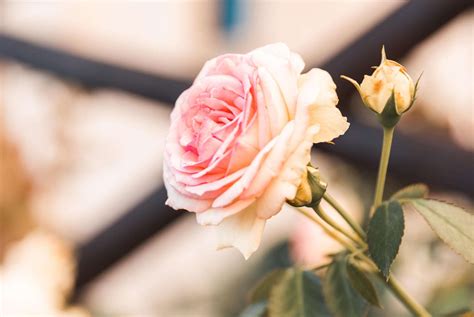 21 Of The Best Nude Lipsticks Lip Balms Inthefrow