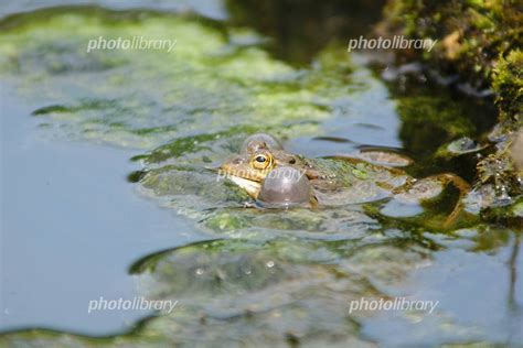 蛙 写真素材 271001 フォトライブラリー Photolibrary