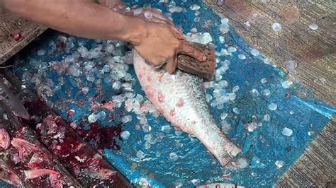 Amazing Big Rohu Fish Cleaning Cutting By Expert Fish Cutter Live In