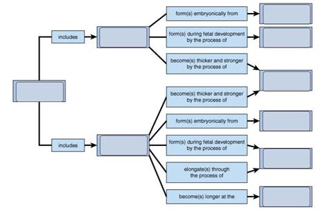 Endochondral Ossification Vs Intramembranous Ossification