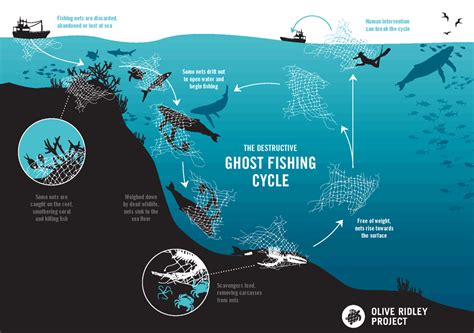 Ghost fishing: a cycle of devastation | Olive Ridley Project