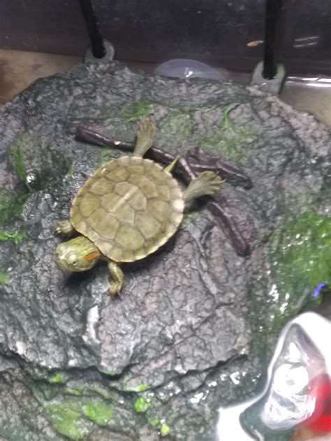 Super turtle! : r/turtle