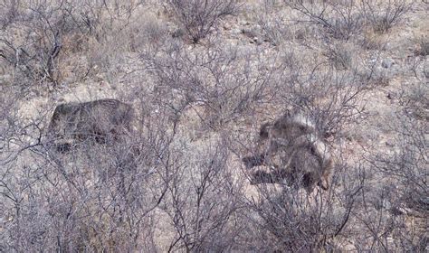 javelina animal in arizona 8