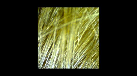 Волосы под микроскопом Hair Under The Microscope 200x Как выглядят