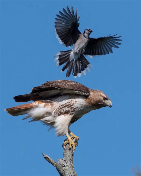 My local red-tailed hawk gettin the business from a blue jay... : r