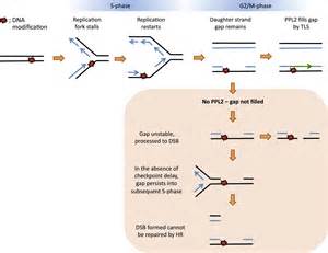 PPL2 Translesion Polymerase Is Essential For The Completion Of