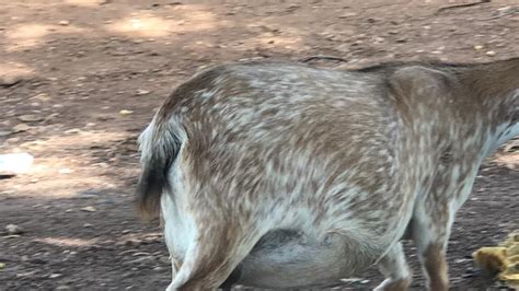 Nkwanta South Year Old Arrested For Allegedly Having Sex With A Goat Myjoyonline