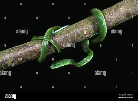 Snakes Climbing Hi Res Stock Photography And Images Alamy