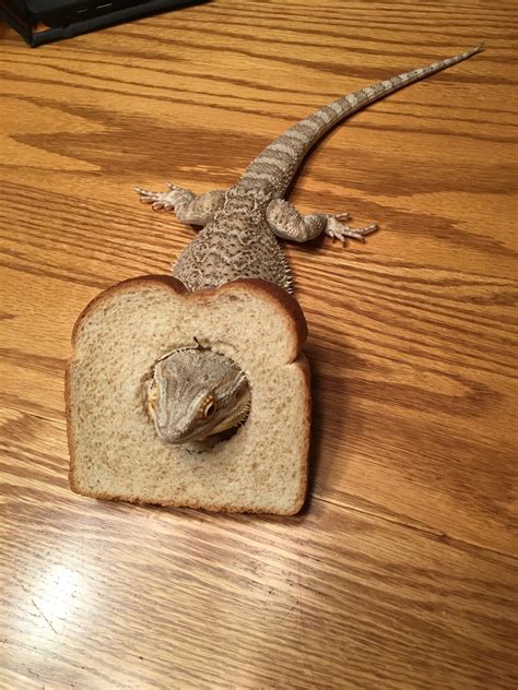 Breaded Dragon Beardeddragons