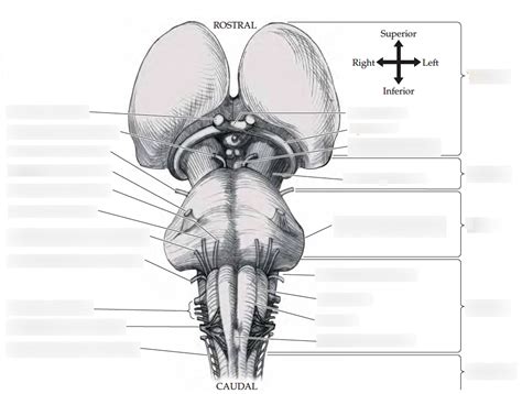 brainstem ventral diagram quizlet