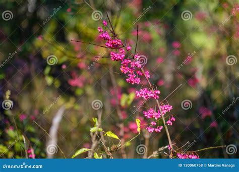 Naked Autumn Trees With Few Red Leaves Stock Photo Image Of Sight Scenery 130060758