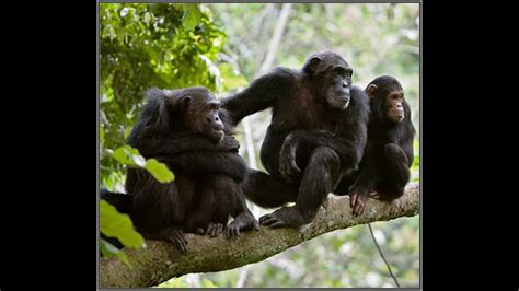 Chimpanzees Communication YouTube