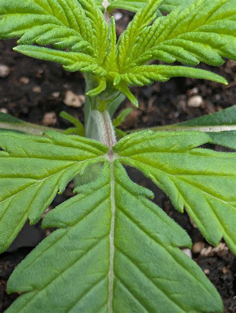 Help! Spider Mite Eggs??? grow question by TheTerpologist - GrowDiaries