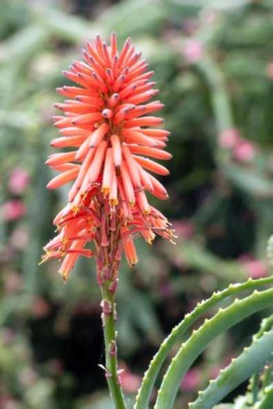 Aloe Plant Blooms Erfahren Sie Mehr über Blühende Aloe Vera Pflanzen