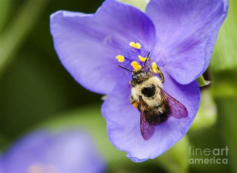 Baby Bumble Bee