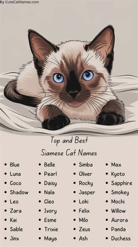Finding The Perfect Name For Your Siamese Cat Ideas For Every
