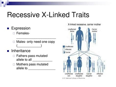 Ppt Inheritance Of Sex And Sex Linked Or Influenced Traits Powerpoint Presentation Id