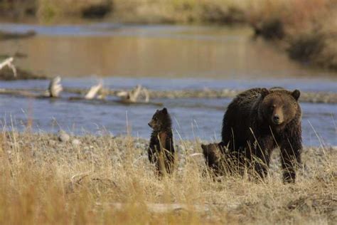 Silver Gate Private Yellowstone Lamar Valley Wildlife Tour Getyourguide