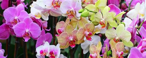 Комнатные Растения Екатеринбург | Розыгрыш и продажа комнатных цветов ...