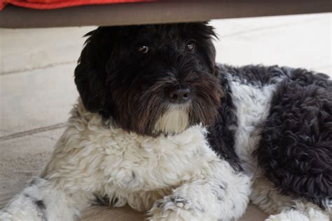 Black And White Parti Labradoodle Stud Carries For Tricolor And Brown