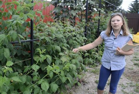 Лучшая малина для Подмосковья: мой обзор сортов | Антонов сад - дача и ...