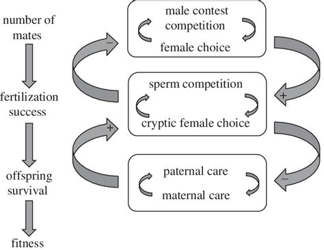 Stages During Reproduction At Which Sexual Selection Can Act Arrows Download Scientific