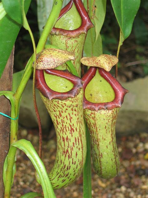 pitcher plants     species  pitcher plant na flickr