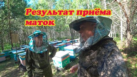 РЕЗУЛЬТАТ ПРИЁМА МАТОК НА ТОЧКЕ В ОСНОВНЫХ ПЧЕЛОСЕМЬЯХ - YouTube