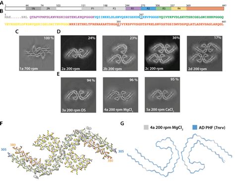 Assembly Of Recombinant Tau Into Filaments Like Ad Phfs A Schematic Of