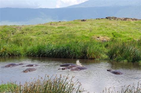 Hippopotamus In The Ngorongoro Crater In Tanzania Stock Photo Image