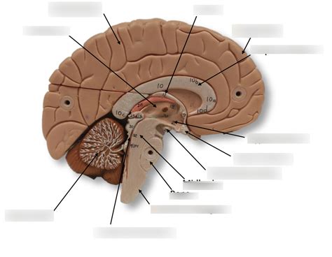 Brain Half Diagram Diagram Quizlet