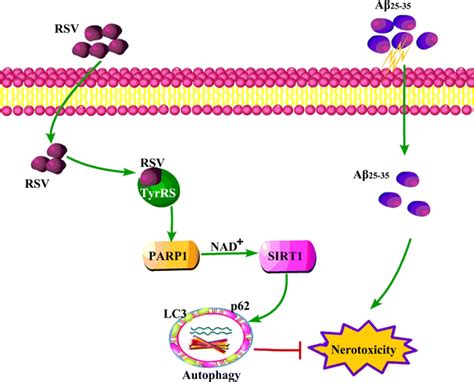 Rsv Attenuated Aβ2535 Induced Neurotoxicity By Activating Autophagy