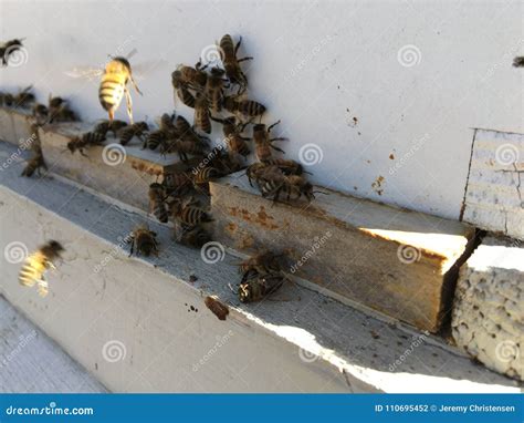 The Bees At Front Hive Entrance Close Up Bee Flying To Hive Honey Bee