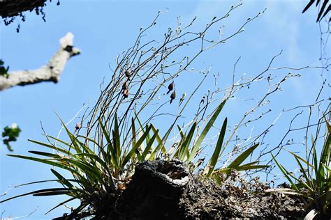 Florida Butterfly Orchid