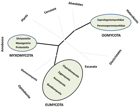 Frontiers | Phytoplankton Chytridiomycosis: Fungal Parasites of