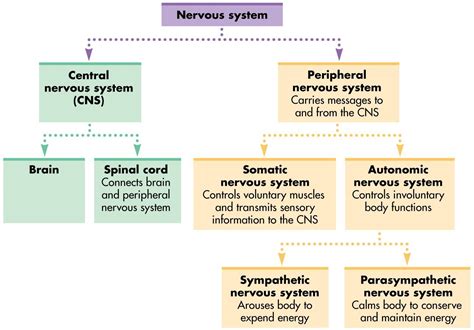 Nervous Tissue Diagram