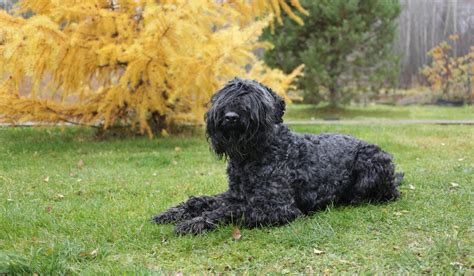 Black Russian Terrier Doggear