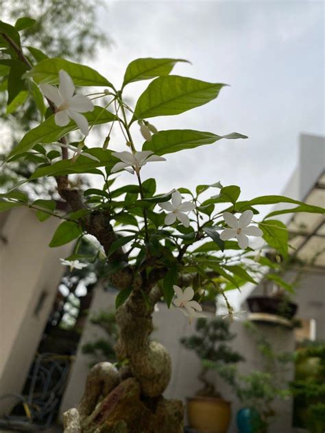 Shui Mei Wrightia Religiosa Bonsai Water Jasmine For Sale Furniture