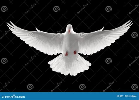 Flying Dove Stock Photos Image 8811243